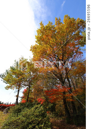 青空と紅葉（熊本県小国町） 26695596