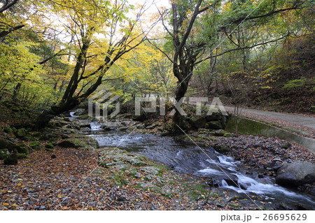マゼノ渓谷の紅葉（熊本県小国町） 26695629