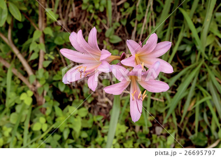 夏水仙（ナツズイセン）のユリ形花冠の資料 26695797