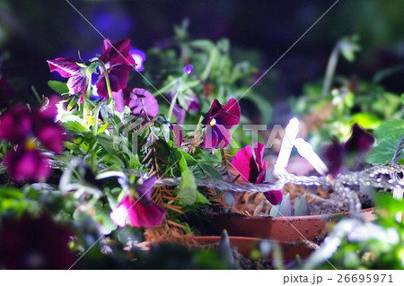 イルミネーション 26695971