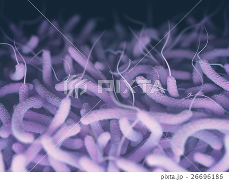 Vibrio Cholerae Bacteria 26696186