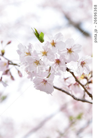 さくら 26696368