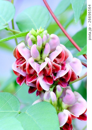 アメリカホドイモの花 アメリカホドイモの花 26696564