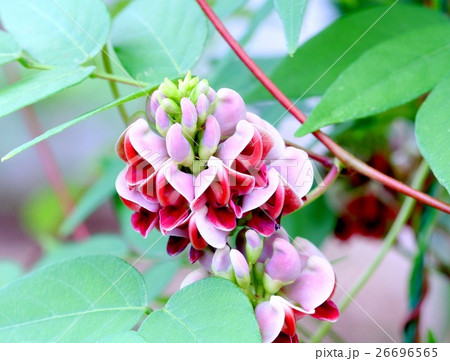 アピオスの花 26696565