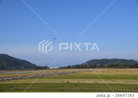 鶴の里(人との共生)sdgs サスティナブル 自然環境 出水市 鹿児島県 鶴の里(人との共生)sdgs サスティナブル 自然環境 出水市 鹿児島県 26697263