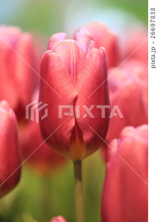 砺波チューリップ公園 満開のチューリップ 砺波チューリップ公園 満開のチューリップ 26697838