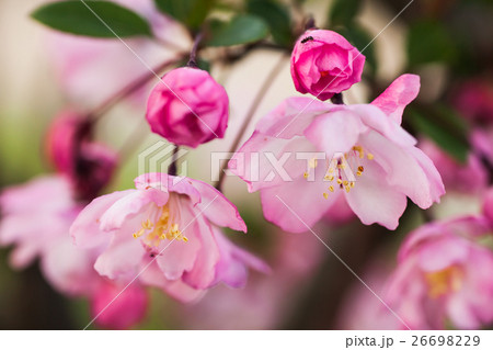 カイドウ　さくら 26698229