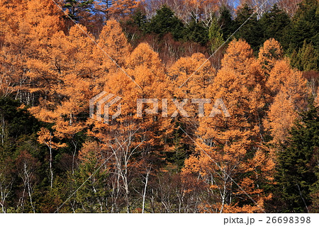 秋の志賀高原 カラマツ紅葉の写真素材