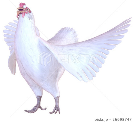 ニワトリ 26698747