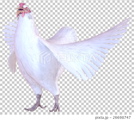 ニワトリ 26698747