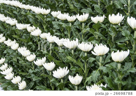 追悼式の白い菊 追悼式の白い菊 26698788