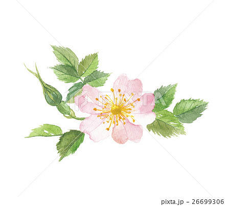 イヌバラ 26699306