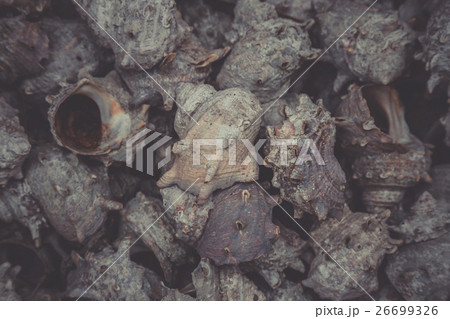 group of japanese topshell (sazae) piled together  26699326