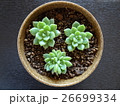 プロリフェラ 26699334