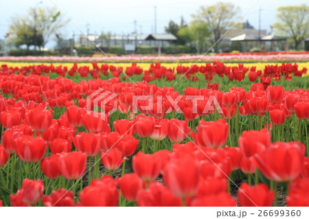 砺波チューリップ公園 満開のチューリップ 砺波チューリップ公園 満開のチューリップ 26699360