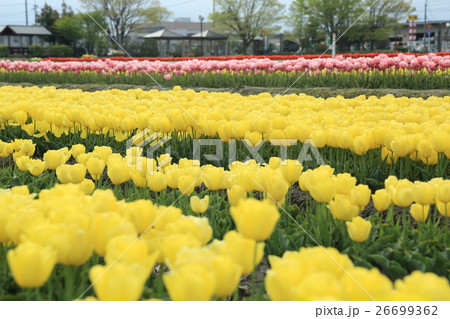 砺波チューリップ公園　満開のチューリップ 26699362