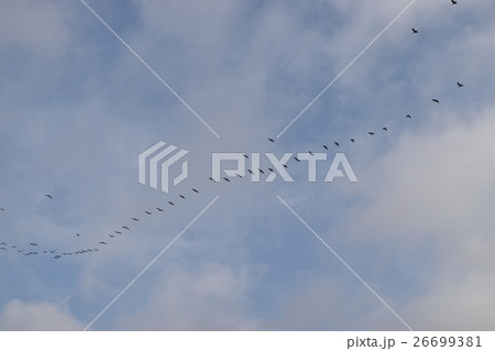 渡り鳥 渡り鳥 26699381