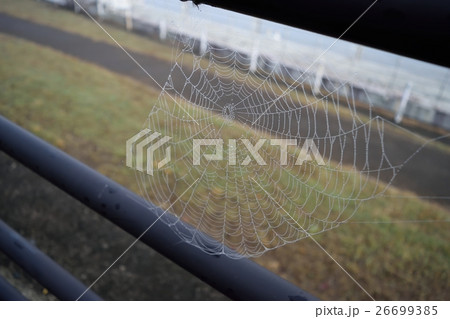 クモの巣 26699385