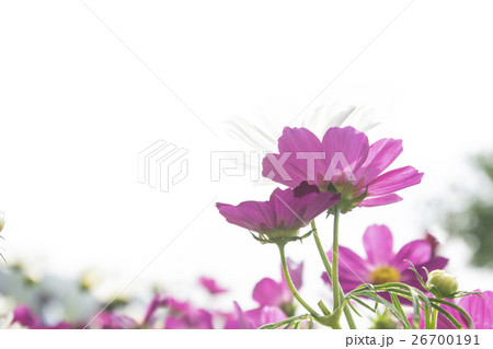 金鶏菊 ジャノメソウ 蛇の目草 26700191