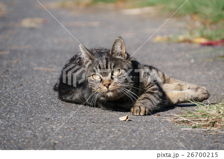 野良猫 26700215
