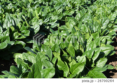 ほうれん草畑4の写真素材
