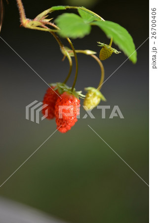 エゾヘビイチゴ 26700406