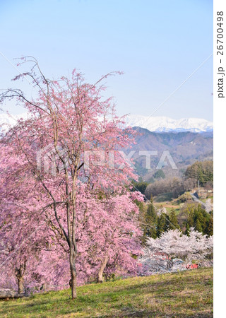 番所の紅枝垂れ桜 26700498