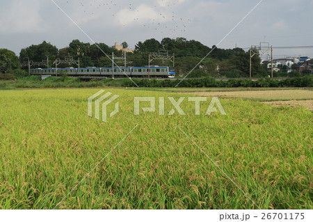 見沼田圃の秋の風景 26701175