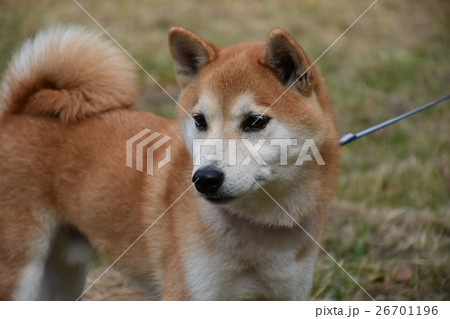 小次郎の散歩 小次郎の散歩 26701196