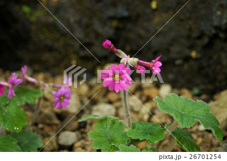 シコクカッコソウの花 26701254