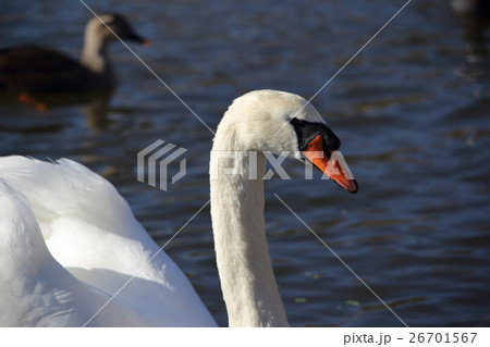 コブハクチョウ( 瘤白鳥 / Cygnus olor / Mute Swan ) 26701567