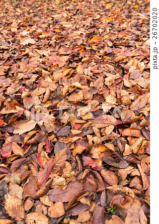 秋 落ち葉 枯れ葉 茶色 オータムの写真素材 2670