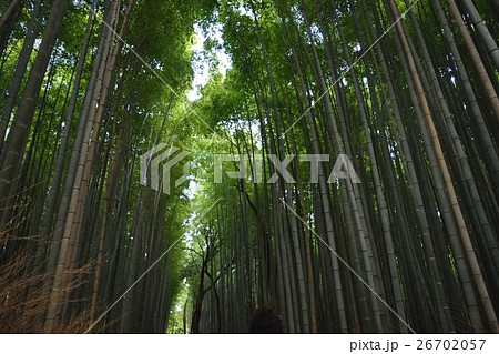 京都・嵐山竹林の道 26702057