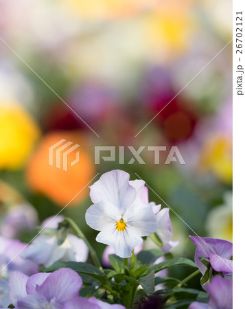パンジーの花壇 26702121