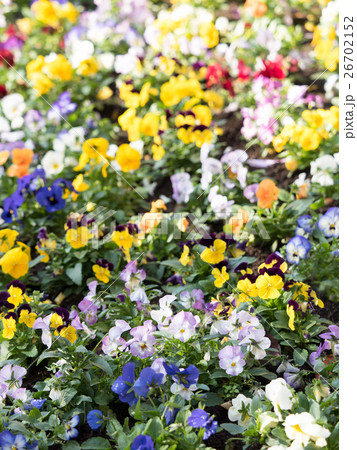 パンジーの花壇 26702152