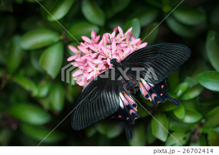 Common Mormon Butterfly Common Mormon Butterfly 26702414