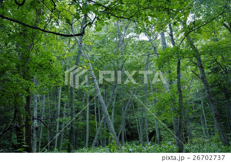 静かな森の風景 26702737