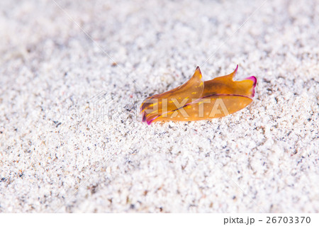 カラスキセワタ カラスキセワタ 26703370