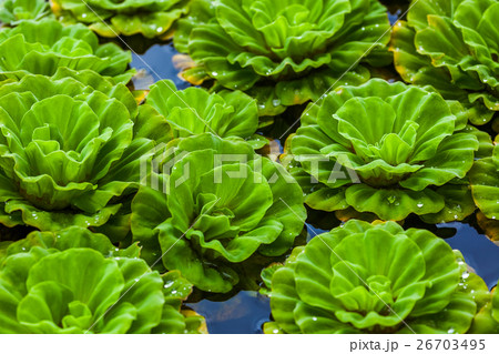 Lotus lilly flower 26703495