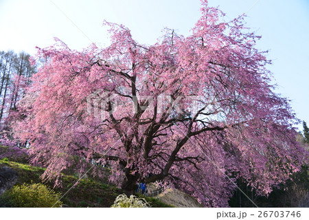 番所の紅枝垂れ桜 26703746