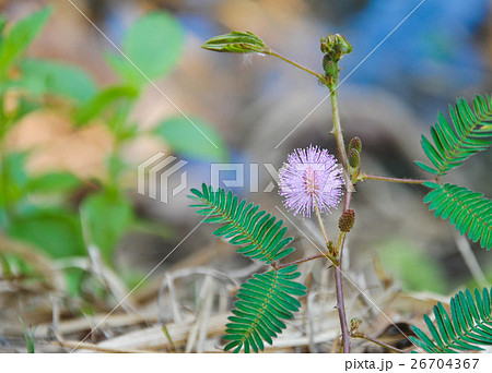 Beautiful  flowers mimosa pudica sensitive plant 26704367