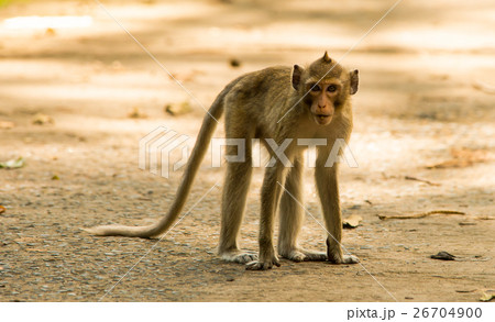 The monkeys live in temples The monkeys live in temples 26704900