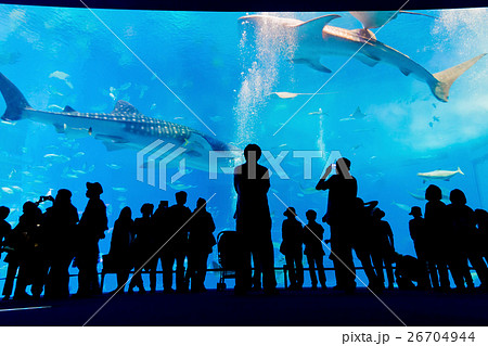 水族館 26704944
