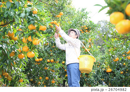 みかん(はるみ)畑 収穫 ニーアップ みかん(はるみ)畑 収穫 ニーアップ 26704982