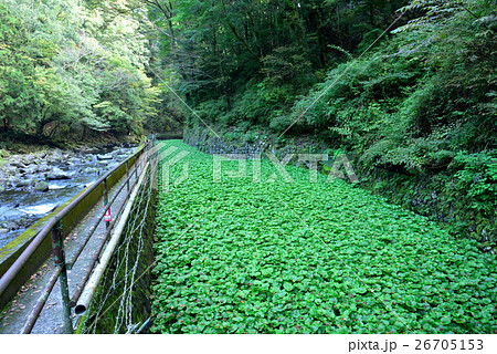 わさび田 静岡県 浄蓮の滝 26705153