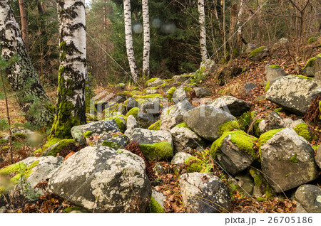 Covered with moss rocks and tree Covered with moss rocks and tree 26705186