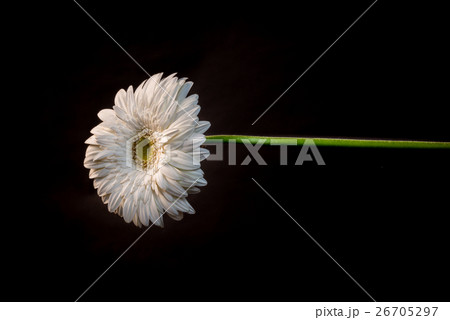 Isolated Flower 26705297