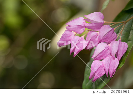 源平臭木 26705961