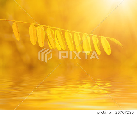 Autumn tree branch 26707280