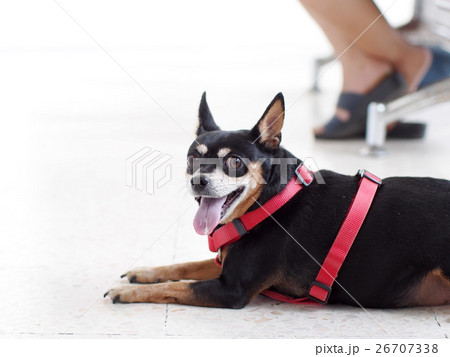 cute black fat lovely miniature pinscher dog cute black fat lovely miniature pinscher dog 26707338